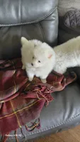 Snow and Blanca, a female Pomeranian for sale in Yakima, WA – 2 of 3