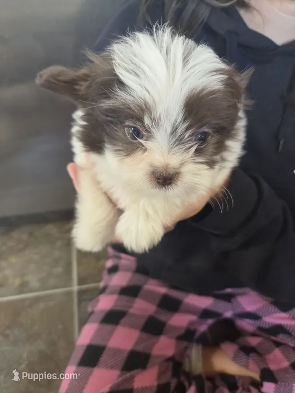 Bell – Pomeranian, Shih Tzu puppy for sale in Yakima, WA