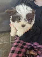 Bell, a female Pomeranian and Shih Tzu for sale in Yakima, WA – 1 of 3