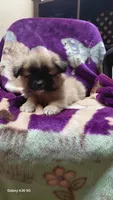 Choco, a male Pomeranian and Shih Tzu for sale in Yakima, WA – 2 of 4