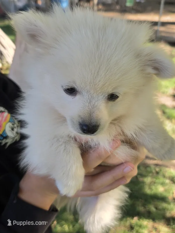 Frost – Pomeranian puppy for sale in Yakima, WA