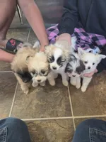 Cotton, a female Pomeranian and Shih Tzu for sale in Yakima, WA – 2 of 2