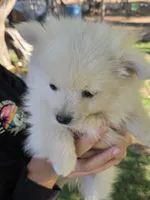Frost, a male Pomeranian for sale in Yakima, WA – 2 of 3