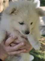 Frost, a male Pomeranian for sale in Yakima, WA – 3 of 3