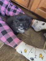 Nano, a male Pomeranian and Shih Tzu for sale in Yakima, WA – 2 of 3