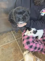 Luna, a female Pomeranian and Shih Tzu for sale in Yakima, WA – 3 of 3