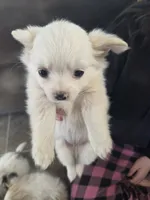 Snow, a female Pomeranian and Shih Tzu for sale in Yakima, WA – 4 of 5