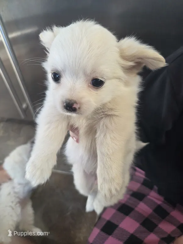 Snow – Pomeranian, Shih Tzu puppy for sale in Yakima, WA
