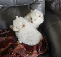 Snow and Blanca, a female Pomeranian for sale in Yakima, WA – 3 of 3