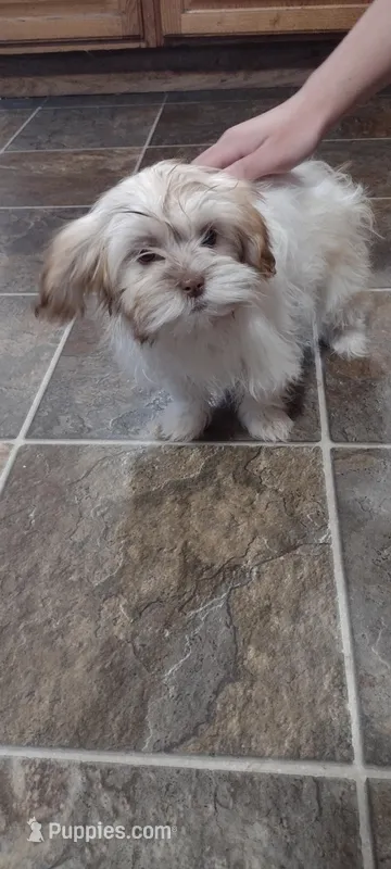 Cotton – Shih Tzu puppy for sale in Yakima, WA