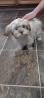Cotton, a female Shih Tzu for sale in Yakima, WA – Photo 1 of 4
