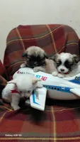 Snow, a female Pomeranian and Shih Tzu for sale in Yakima, WA – 5 of 5