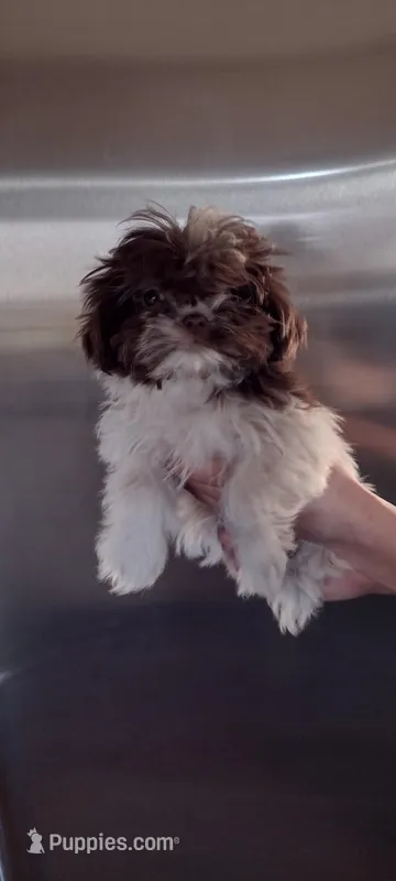 Coco, a male Shih Tzu for sale in Yakima, WA – Photo 1 of 2