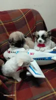 Mini, a female Pomeranian and Shih Tzu for sale in Yakima, WA – 3 of 4