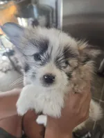 Cotton, a female Pomeranian and Shih Tzu for sale in Yakima, WA – 1 of 2