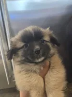 Choco, a male Pomeranian and Shih Tzu for sale in Yakima, WA – 4 of 4