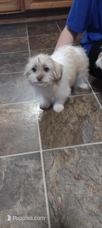 Butter – Shih Tzu puppy for sale in Yakima, WA