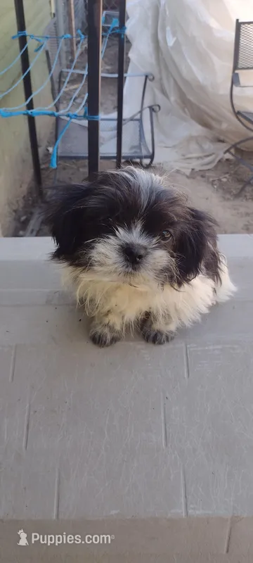 Spots – Shih Tzu puppy for sale in Yakima, WA