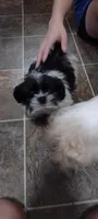 Spots, a male Shih Tzu for sale in Yakima, WA – 4 of 4