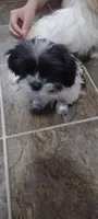 Spots, a male Shih Tzu for sale in Yakima, WA – 3 of 4