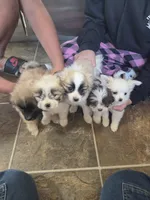 Snow, a female Pomeranian and Shih Tzu for sale in Yakima, WA – 3 of 5