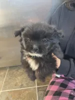 Nano, a male Pomeranian and Shih Tzu for sale in Yakima, WA – 3 of 3