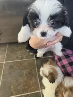 Oreo, a female Pomeranian and Shih Tzu for sale in Yakima, WA – 2 of 2