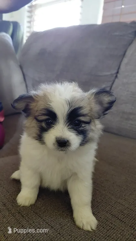 Mini – Pomeranian, Shih Tzu puppy for sale in Yakima, WA