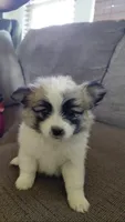 Mini, a female Pomeranian and Shih Tzu for sale in Yakima, WA – 1 of 4