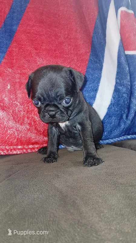 Black & white boy #2  – Pug puppy for sale in Phoenix, AZ