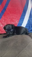 Black & white boy #2 , a male Pug for sale in Phoenix, AZ – Photo 2 of 2