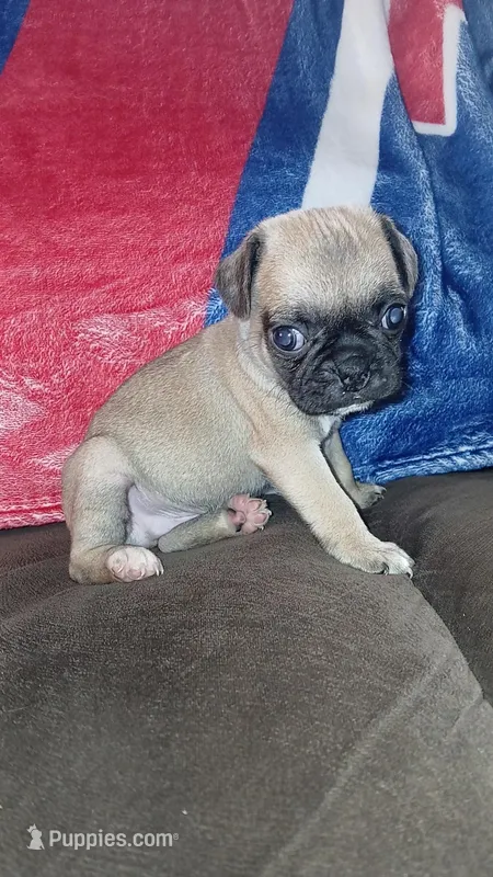 Fawn Boy – Pug puppy for sale in Phoenix, AZ