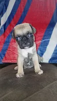 Fawn Boy, a male Pug for sale in Phoenix, AZ – Photo 1 of 2