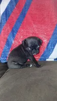 Black & white girl #2 , a female Pug for sale in Phoenix, AZ – Photo 2 of 2