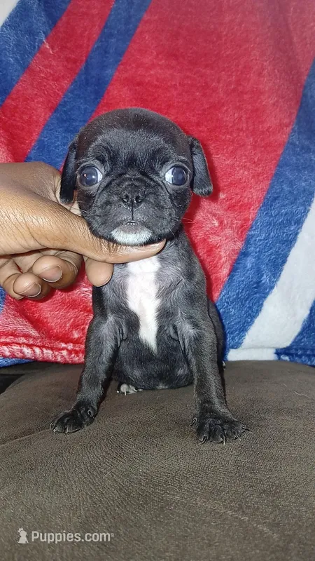 Black & white girl #2  – Pug puppy for sale in Phoenix, AZ