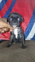Black & white girl #2 , a female Pug for sale in Phoenix, AZ – Photo 1 of 2