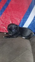 Black & white girl #1 , a female Pug for sale in Phoenix, AZ – Photo 2 of 2