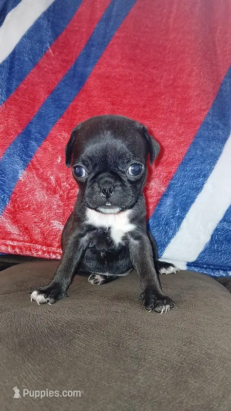 Black & white girl #1  – Pug puppy for sale in Phoenix, AZ