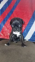 Black & white girl #1 , a female Pug for sale in Phoenix, AZ – Photo 1 of 2