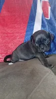 Black & white boy #1 , a male Pug for sale in Phoenix, AZ – Photo 2 of 2