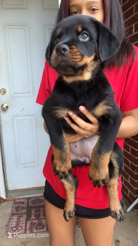 Purple female  – Rottweiler puppy for sale in Anniston, AL