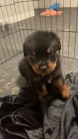 Lime green , a male Rottweiler for sale in Anniston, AL – 2 of 6