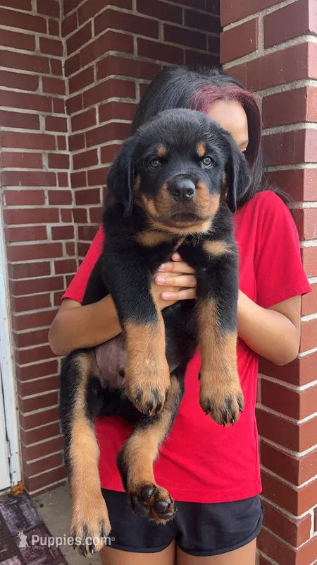 Green  – Rottweiler puppy for sale in Anniston, AL