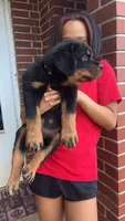 Green , a male Rottweiler for sale in Anniston, AL – 4 of 4