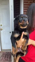 Purple female , a female Rottweiler for sale in Anniston, AL – 4 of 4