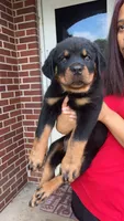Green , a male Rottweiler for sale in Anniston, AL – 2 of 4