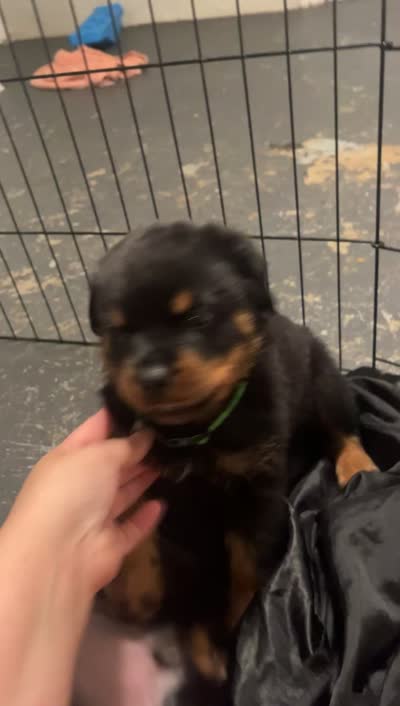 Lime green , a male Rottweiler for sale in Anniston, AL – 4 of 6