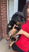 Purple female , a female Rottweiler for sale in Anniston, AL – 3 of 4
