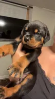 Dark green , a male Rottweiler for sale in Anniston, AL – 2 of 3