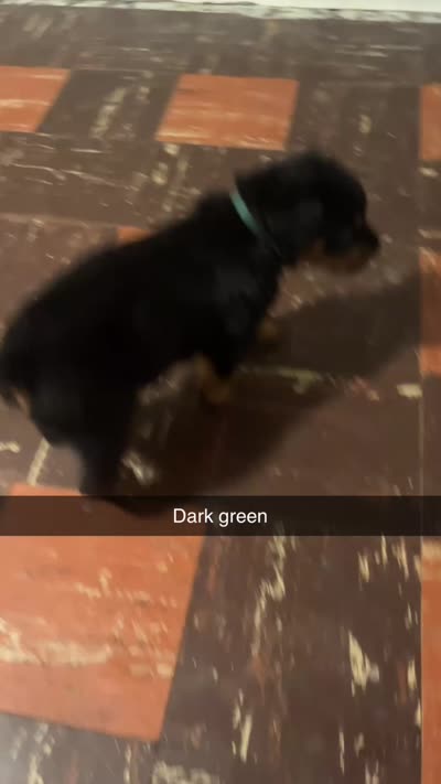 Dark green , a male Rottweiler for sale in Anniston, AL – 3 of 3